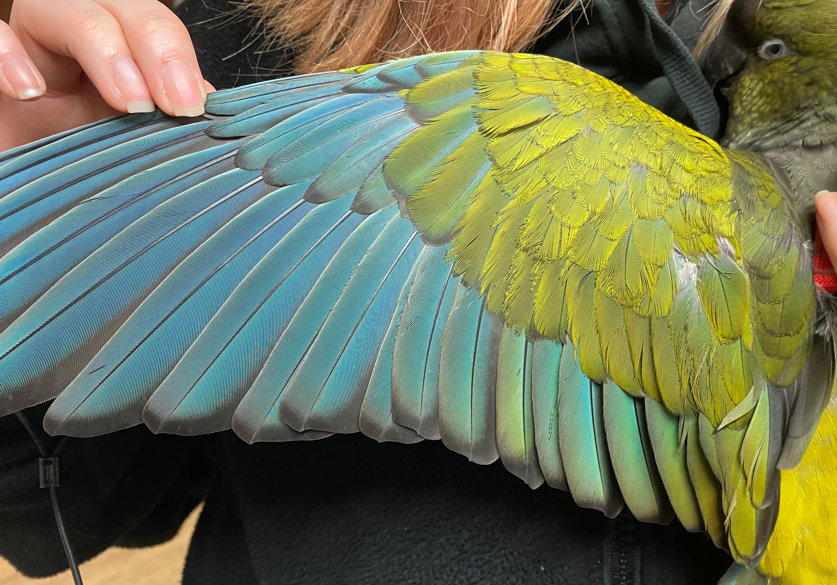 Parrot Wings